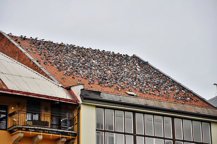 A2B Pest Control are able to install spikes to deter birds from roofs in Stretford. 
