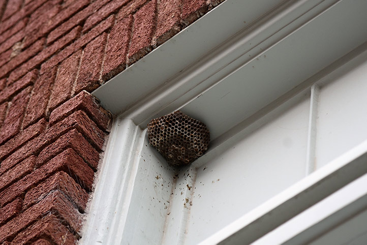 We provide a wasp nest removal service for domestic and commercial properties in Stretford.